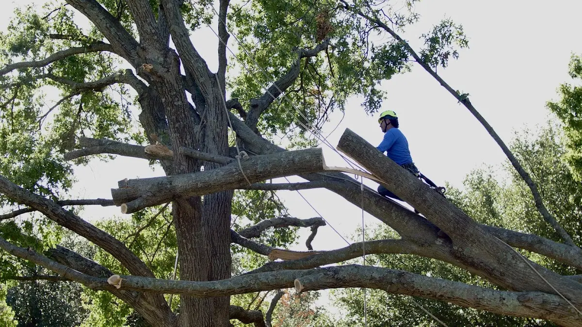 Professional Crown Thinning performed by certified arborists in Greenport