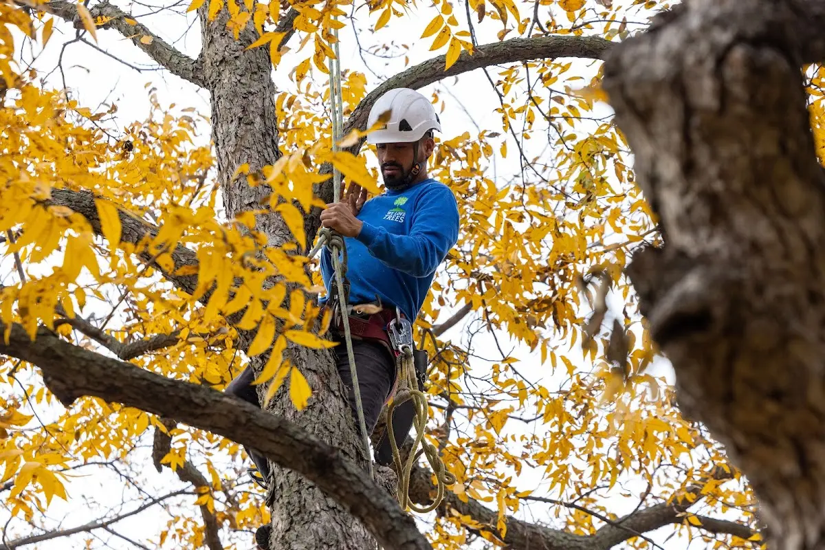 Skilled Tree Planting crew working in Greenport
